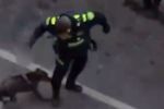 Imagen de En video: quedó registrado procedimiento policial que terminó con un perro muerto en Rionegro
