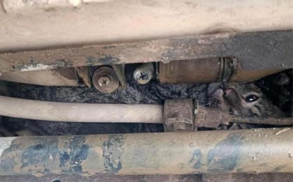 Imagen de Gatito fue rescatado luego de quedar atrapado en la parte inferior de un vehículo