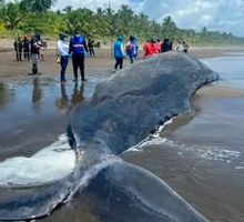 Cachalote varado en playa de Chocó no sobrevivió