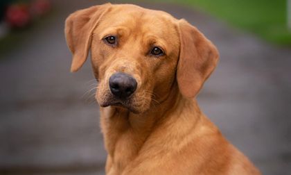 De Firulais a símbolo nacional: perro Caramelo es reconocido como raza representativa mexicana, descubra por qué