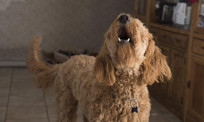 Perros que ladran a rincones vacíos, gatos que observan algo invisible y mascotas que reaccionan antes de una tragedia