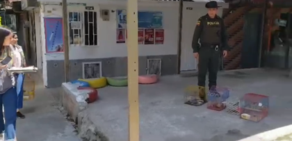 Imagen de Autoridades rescatan 11 animales silvestres en cautiverio al sur del Valle de Aburrá