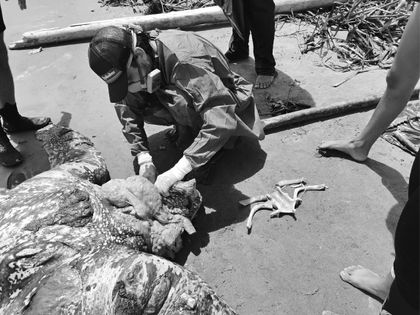 Imagen de Tortuga que superaba los dos metros de largo murió por accidente con una embarcación en Urabá