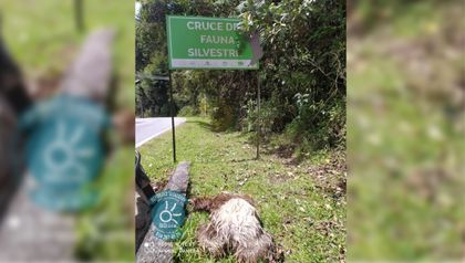 Imagen de  Perezoso murió atropellado a metros de una señal de cruce de fauna en vía La Ceja-La Unión