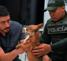 Bienestar Animal rescata perrita en grave estado de salud en conjunto residencial del sur de Cali