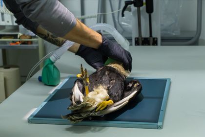 Imagen de  Ave caracara murió tras ser atacada con perdigones en zona rural de San Vicente Ferrer