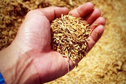 Prueban las cáscaras de arroz para crear luz LED respetuosa con el medio ambiente