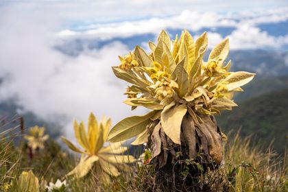 Imagen de  Para proteger el Páramo de Sonsón, Cornare y Corpocaldas oficializaron reglamento