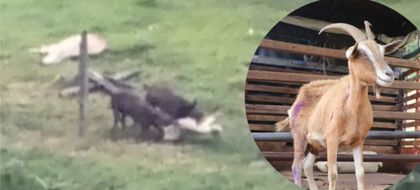 Imagen de  Autoridades rescataron 13 animales, pero hallaron cuatro cabras muertas, durante inspección por maltrato animal en Medellín