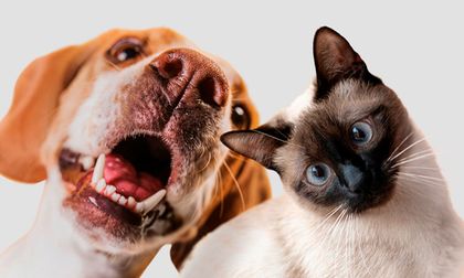 ¿Tu perro o gato convulsiona?: así debes actuar durante y después del episodio