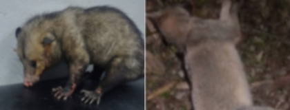 Imagen de  Una zarigüeya y un zorro perruno fueron atropellados en vías del Oriente