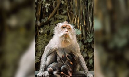 Triple tratamiento elimina el VIH en macacos lactantes