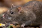 Imagen de El hantavirus: lo que hay que saber del peligroso virus encontrado en un crucero