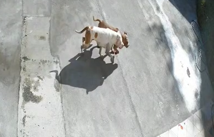 Imagen de Pánico en Marinilla por ataques de dos perros pitbull: quitaron la vida a perrita preñada y causaron heridas a otros animales