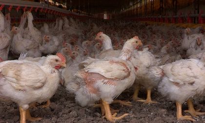 ICA suspende temporalmente importaciones de aves vivas