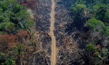 Procuraduría alertó sobre 88.000 hectáreas de bosque taladas y más de mil kilómetros de vías ilegales en Colombia