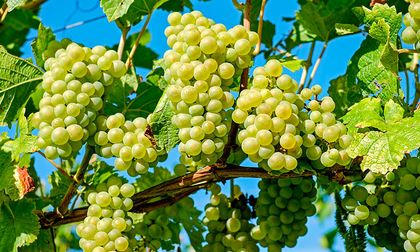 El poder saludable de las uvas verdes