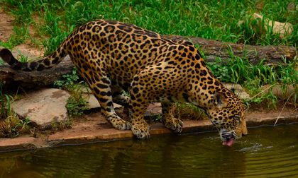 Minambiente expidió lineamientos para proteger el jaguar