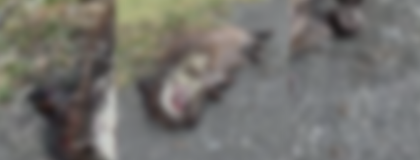 Imagen de  Atropellamiento de fauna silvestre: un erizo murió en la vía Las Palmas