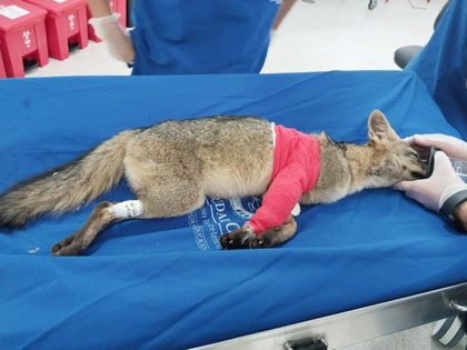 Imagen de Zorro perro rescatado en Barbosa se recupera satisfactoriamente tras cirugía ortopédica