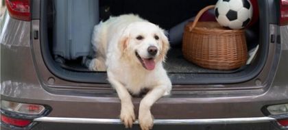 Imagen de  Consejos para viajar con su mascota estas vacaciones