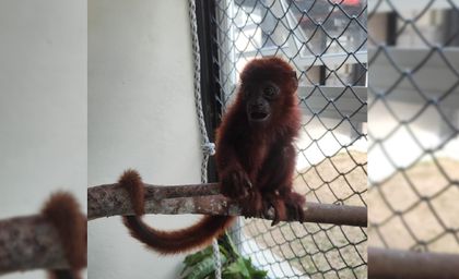 Imagen de  ¡Escandaloso acto de crueldad! Con un cortaúñas le cortaron los dientes a un mono aullador en Medellín