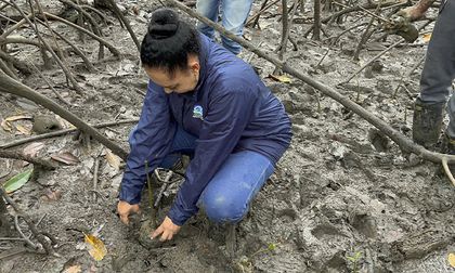 Pacífico recupera ecosistemas de manglar