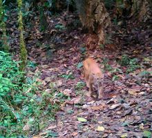 Cámaras trampa revelan riqueza de fauna en el Valle