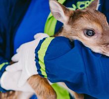 Rescatan al “Bambi” caucano