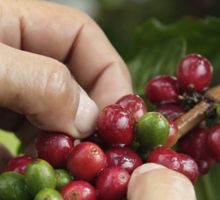 La taza que despierta al mundo: el café colombiano ya llega a 108 países