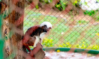 Encuentran fauna silvestre en finca de Dagua