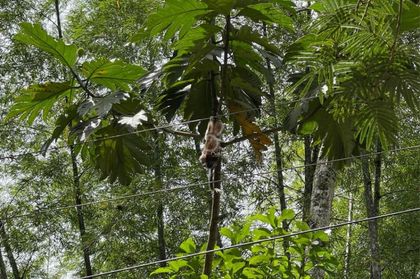 Imagen de En San Rafael, monos tití han muerto electrocutados por cable de alta tensión que no tiene recubrimiento