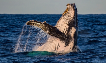 Comienza migración de ballenas en el Pacífico