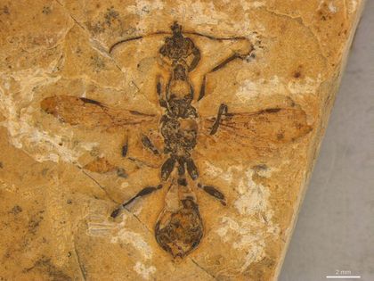 Imagen de  Descubren en Brasil el fósil de hormiga más antiguo