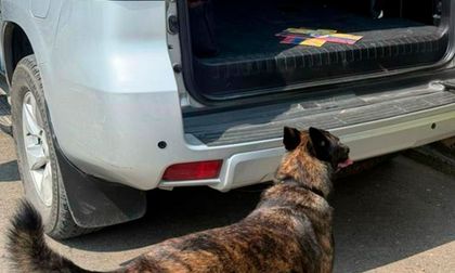 ¿Quién es Zuka? La canina que se retira después de más de ocho años protegiendo vidas en Colombia