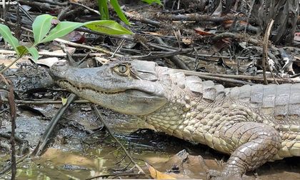 Comer estos animales en Semana Santa afecta la salud y la biodiversidad