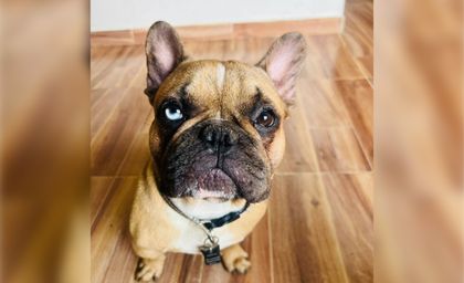 Imagen de Adulto mayor sacó a pasear a su perro y dos hombres se lo robaron en Rionegro