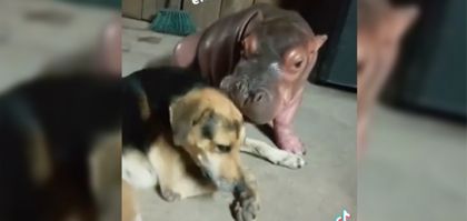 Imagen de “Esto promueve el tráfico ilegal”: Cornare rechazó video de hipopótamo y perrito en Doradal