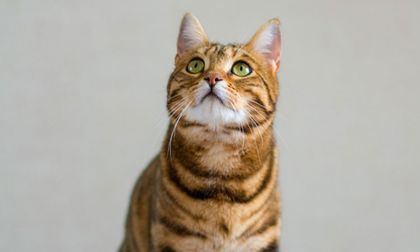 Emergencias en gatos: aprende primeros auxilios para actuar a tiempo