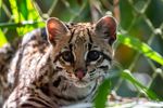 Imagen de Reintroducen ocelote rehabilitado en bosque de Urabá