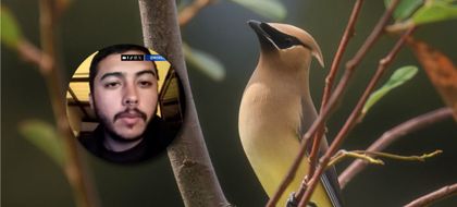 Imagen de  Alas de cera: el curioso pájaro que avistaron después de 38 años en Antioquia. Habla el fotógrafo que lo captó