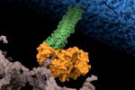 Imagen de Hallan el punto débil de una de las 15 bacterias más peligrosas para la salud humana