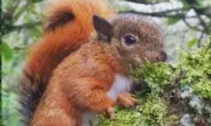 Llamado a cuidar fauna silvestre