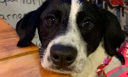 Video: Emotivo encuentro de entre dueña y perrita sobrevivió bajo escombros