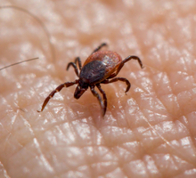 Alerta por fiebre hemorrágica Crimea–Congo