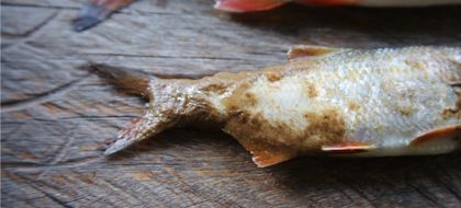 Imagen de Autoridad ambiental investiga mortandad de peces nativos sobre un tramo del río Nus