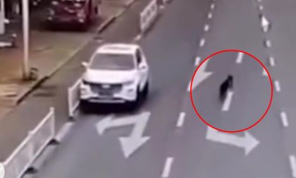 Insólito: video muestra a un perro conduciendo un vehículo en plena autopista