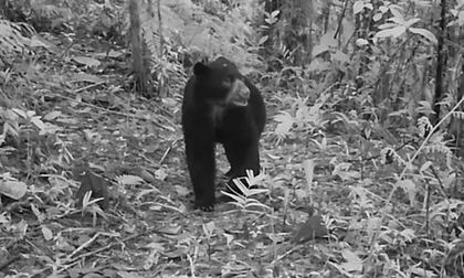 Oso de anteojos en Cali: cámaras trampa documentan su presencia en áreas de conservación