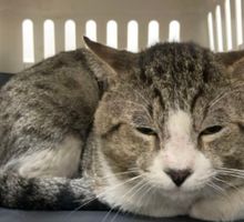Crean plataforma para encontrar mascotas perdidas tras el terremoto en Cali