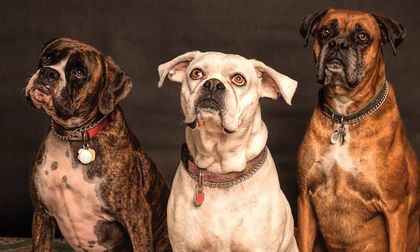 Cómo proteger a las mascotas de ataques sobrenaturales